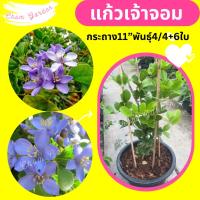 ราคา ต้นแก้วเจ้าจอม กระถาง 11 นิ้ว (5582407095)