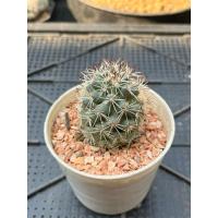 ราคา แมมชูแมนนิไอ Mammillaria Schumannii (56656330183)