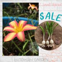 ราคา บัวดิน Z.Small Hybrid *แพ็ค3หัว* บัวดินสีเหลือง บัวดินเลี้ยงง่าย (10036132636)