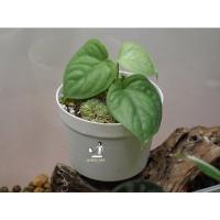 ราคา Scindapsus Lucen พร้อมย้ายบ้าน (15721794451)