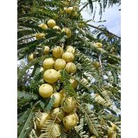 ราคา ต้นพันธุ์มะขามป้อมยักษ์ มะขามป้อมช่วยแก้ท้องผูก และกระตุ้นระบบขับถ่าย ถุงดำละ 79 บาท (25113166794)