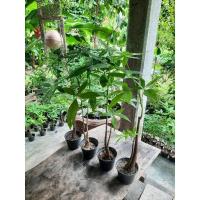 ราคา ต้นศุภโชคไม้มงคลต้นแฝด (26219152068)