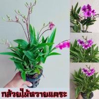 ราคา กล้วยไม้หวายแคระ จัดส่งแบบมีดอกทุกต้น (6596696073)