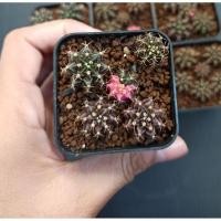 ราคา ยิมโนด่างไซร้มินิพอท 2 นิ้ว #ยิมโนเชื้อด่าง #Gymnocalycium ยิมโนคาไลเซียม #แคคตัส #cactus (6172581299)