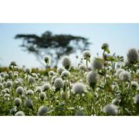 ราคา เมล็ดพันธุ์บานไม่รู้โรยสีขาว 50 เมล็ด (8702731320)