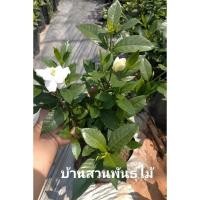 ราคา ต้นพุดซ้อนแคระ ฮอลแลนด์ (16059206378)