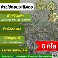 ราคา เมล็ดพันธุ์​ข้าว ข้าวเจ้า ข้าวไร่ ข้าวดอย หอมมะลิดอย นุ่ม หอม รวงดก ทนแล้ง น้ำน้อยปลูกได้ 5 กก. คูลเกษตร KR159 (29781014546)