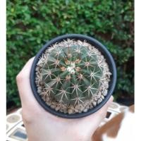 ราคา melocactus : เมโลแคคตัส (7147492074)