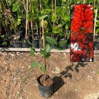 ราคา ต้นพวงโกเมน พวงโกเมน (Red Jade Vine) ไม้ดอก ออกดอกเป็นพวงสีส้ม สวย (รับประกัน ส่งใหม่ฟรี หากสินค้าเเสียหาย!!) (26441975094)