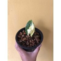 ราคา ต้นกวักมรกตด่าง ต้นไม้มงคล (4752280920)