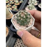 ราคา แมมมิลาเลีย แมมหนามพิกุล Mammillaria mammillaris อยู่ในกระถาง 2 นิ้ว ขนาดต้น 4-5 cm กระบองเพชร แคคตัสราคาเบาๆ (8428450558)