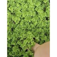 ราคา แหนแดงไมโครฟิลล่า แหนแดงอาหารสัตว์ พ่อแม่พันธุ์ (44060310291)