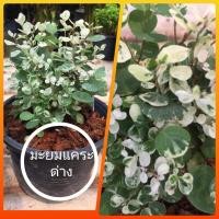 ราคา มะยมแคระด่าง ไม้ใบสวย ใบด่าง (13176177192)