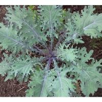 ราคา ต้นกล้า เคลแดงรัสเซีย ต้นกล้าละ 12 บาท ซื้อ 10แถม 2 Red Russian Kale เคลรัสเซียสีแดง เคลแดง (27929824206)