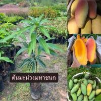 ราคา ต้นพันธุ์มะม่วงมหาชนก (40669756197)