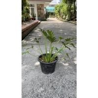 ราคา ต้นฟิโลเดรนดอน ซานาดู (20902081056)