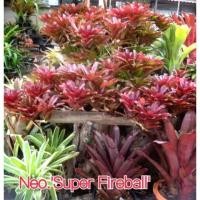 ราคา super ไฟล์บอล # สับปะรดสี#bromeliad# ต้นไม้สวยงาม# ไม้ประดับ# ตกแต่งบ้าน#bromeliad# ไม้ประดับ# ไม้มงคล# ขายถูก (2379481449)