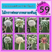 ราคา ไม้กราฟหลากหลาย เริ่มต้น 59 บาท ราคาเบาๆ แคคตัส กระบองเพชร (ส่งแบบล้างราก) ไม้กราฟ กราฟไม้ ไม้ต่อหัว กระบองเพชร (15379893108)