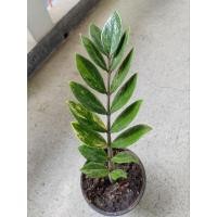 ราคา กวักด่าง​ กวักมรกตด่าง (22164518560)