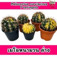 ราคา Melocactus curvispinus variegata เมโลหนามตะกร้อด่าง ไม้สะสม (28579859372)