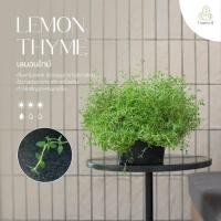ราคา Treeno.9 T5 ซัมเมอร์ ไทม์ / เลมอน ไทม์ (Thyme) พุ่มใหญ่ กระถาง 8 นิ้ว สูง 25-30 cm. เครื่องเทศ กลิ่นหอมมาก สรรพคุณมากมาย (12595929743)