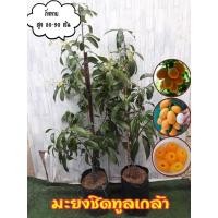 ราคา มะยงชิด พันธุ์ ทูลเกล้า (23917192272)