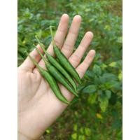 ราคา พริกจินดา ซูเปอร์ฮอท เขียว เด็ดสดจากสวน (29466664908)