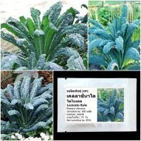 ราคา เมล็ดพันธุ์เคล ลาชินาโต Lacinato Kale Seed บรรจุ 400 เมล็ด คุณภาพดี ราคาถูก ของแท้ 100% (2318753829)