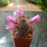 ราคา กระบองเพชร แคคตัส (Cactus) mammillaria beneckei (cactus) แมมหนามตะขอ ดอกสีชมพู (286592532)