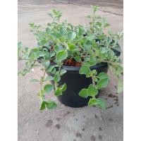 ราคา ต้นออริกาโน/ออริกาโน/Oregano (8249500979)