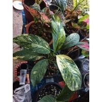 ราคา เศรษฐีวิลสันด่างด่างทุกใบด่างสวยมาๆ (8697997468)