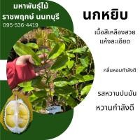 ราคา ต้นทุเรียนนกหยิบ ถุงเบอร์10 เสียบยอด เนื้อเหลืองสวย หวานมันกำลังดี (16494788877)