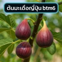 ราคา ต้นมะเดื่อฝรั่งพันธุ์ญี่ปุ่น btm6 40–50 cm ใบใหญ่เข้ม ฟอร์มสวย ผลเนื้อนุ่มหวานละมุน (42202748091)