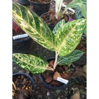 ราคา ต้นบัลลังก์ทับทิม (Aglaonema)เป็นไม้มงคล (11752959521)