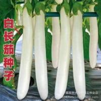 ราคา พร้อมสต็อกการจัดส่งที่รวดเร็ว หยกขาวยาวเมล็ดมะเขือยาวผู้ใหญ่ในช่วงต้นต่อต้านลดสูงผลิตเมล็ดมะเขือยาวสีขาวฤดูใบไม้ผลิฤดูร้อนหว่านมะเขือสีขาวเมล็ดเม89626206 (43228638149)