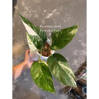 ราคา อิพิด่าง Epipremnum Pinnatum Variegated อิพิพรีนั่มด่างขาว (8065167163)
