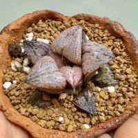 ราคา [4-5 cm] ฮาโวเทีย H. 'Princess Kazunomiya' #haworthia #sacculants #ไม้ประดับ #ไม้อวบน้ำ (6634492076)