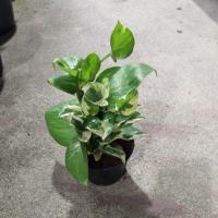 ราคา พลูด่าง,พลูงาช้าง,พลูลายหินอ่อน,พลูฉลุ,พลูทองต้นละ50บาทค่ะ (5633330631)