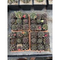 ราคา เซคสุดคุ้ม!!!!แคคตัส gymnocalycium ยิมโนเพาะเมล็ด #ยิมด่าง #ยิมม่วง #ลูกผสมLB (18208977876)