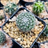 ราคา แมมแม่เฒ่า แมมฮาเนียน่า แคคตัส ดอกชมพู (4494950863)