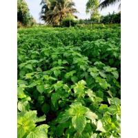 ราคา ยี่หร่า ใบรา กลิ่นหอม ใบใหญ่ (43569117531)