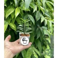 ราคา ต้นบันไดเศรษฐีต้นบันไดเงินต้นบันไดสวรรค (4296137263)