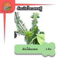 ราคา ต้นบันไดเศรษฐี ไม้มงคลเสริมโชคลาภ เงินทอง (49402373259)