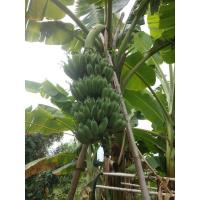 ราคา หน่อกล้วยน้ำว้าพันธุ์ต้นสูง เครือใหญ่จำนวนหวีเยอะ (13073454061)