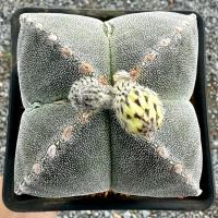 ราคา แอสโตรมายริโอ้ ขนาด 8 ซม. Astrophytum Myriostigma แคคตัส กระบองเพชร (ส่งถอดกระถาง) (25147303347)