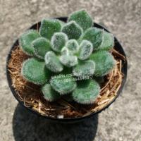 ราคา กุหลาบหิน echeveria bombycina (2905532534)