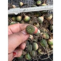 ราคา แคคตัส Cactus กระบองเพชร ไม้เมล็ด สายพันธุ์ยิมโนจานบิน,โลโฟไม้เมล็ด,ตอลูกผสม (ขนาด1 ซม) มีรากแล้ว พร้อมปลูก (18775909962)
