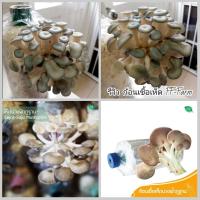 ราคา ก้อนเชื้อเห็ดนางฟ้าภูฐาน ก้อนเชื้อเห็ดนางรมฮังการี พร้อมปลูก (20553512091)