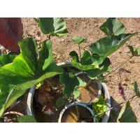 ราคา บอน โคโลคาเซีย คอฟฟี่คัพ Colocasia coffee cup บอน บอนสี บอนคอฟฟี่คัฟ บอนคอฟฟี่คัพ (15914880925)
