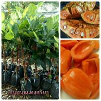 ราคา (ชุด3ต้น)ขนุนพันธุ์แดงสุริยา ทาบกิ่ง ชุด3ต้น250 (5866279903)